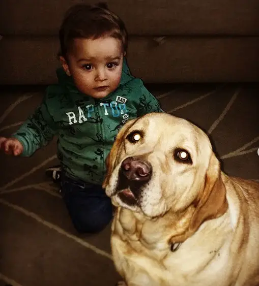 A yellow Labrador lying on the floor with a little boy behind him