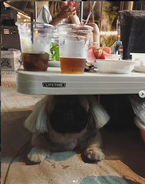 A Pekingese lying under the table