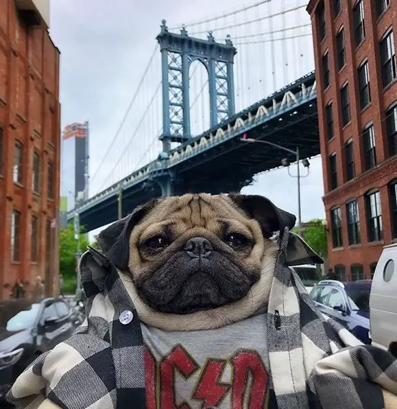 Pug wearing a checkered polo with a t-shirt inside in a London bridge background