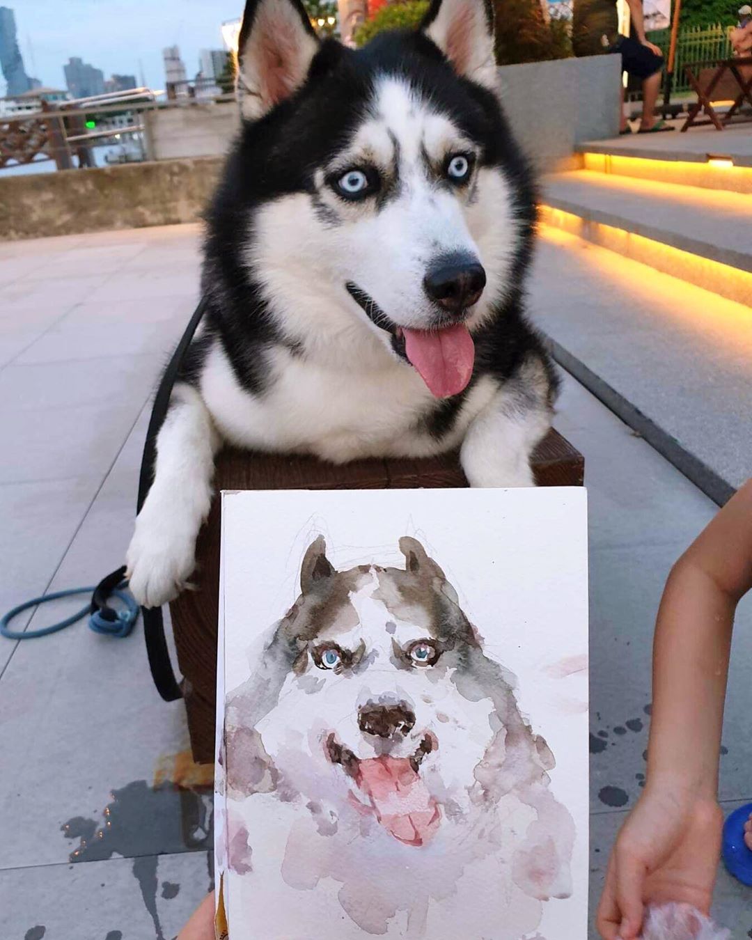 A Husky lying on top of a bag behind its water color painting of him