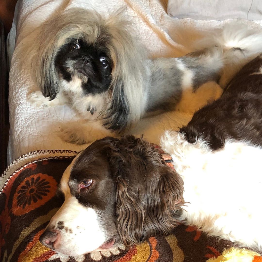 A Pekingese lying on the bed next to another