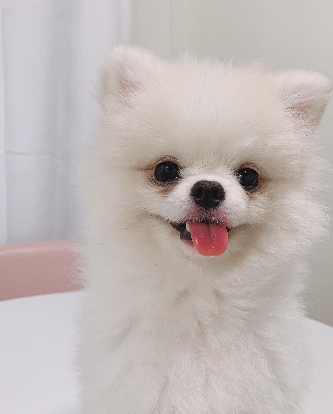 A white Pomeranian sticking its tongue out while sitting on the bed