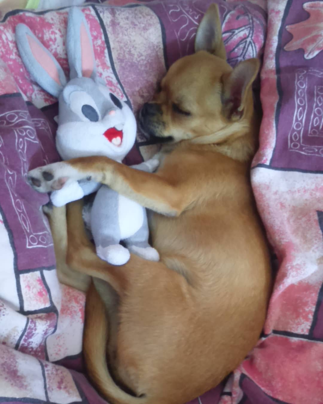 Chihuahua sleep on its bed with its bunny toy