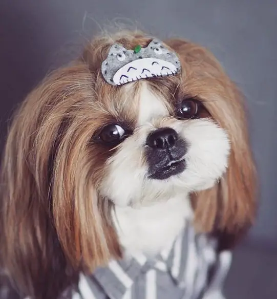 A Shih Tzu wearing a Totoro hairclip on top of its head and a black and gray striped polo while sitting in a gray background