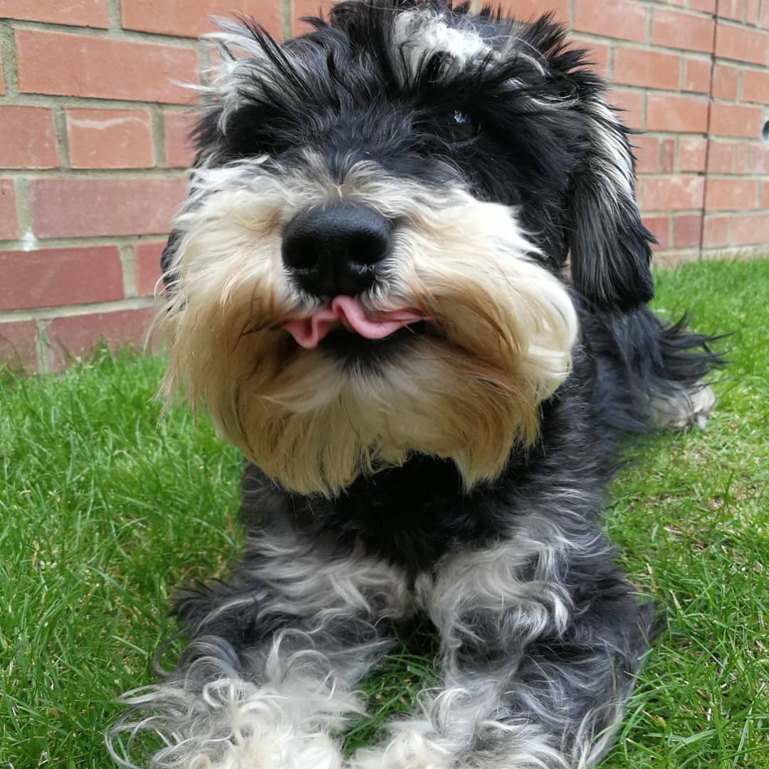 Schnauzer dog lying on the green grass while showing its curled tongue
