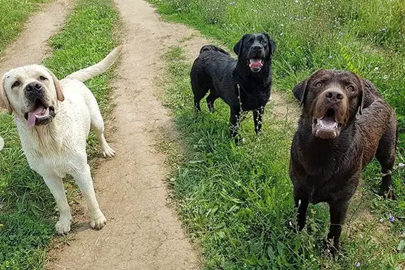 three damp Labrador standing on the ground while panting