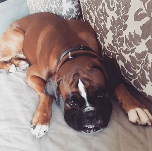 A Boxer lying on the couch with its sad face