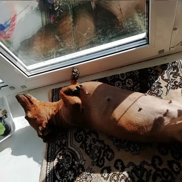 A Dachshund lying on its back on the carpet behind the glass door