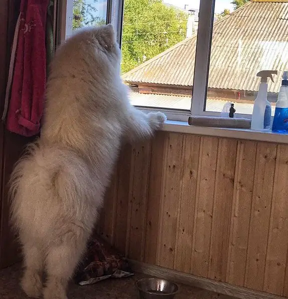 A Samoyed standing up leaning towards the window and looking outside