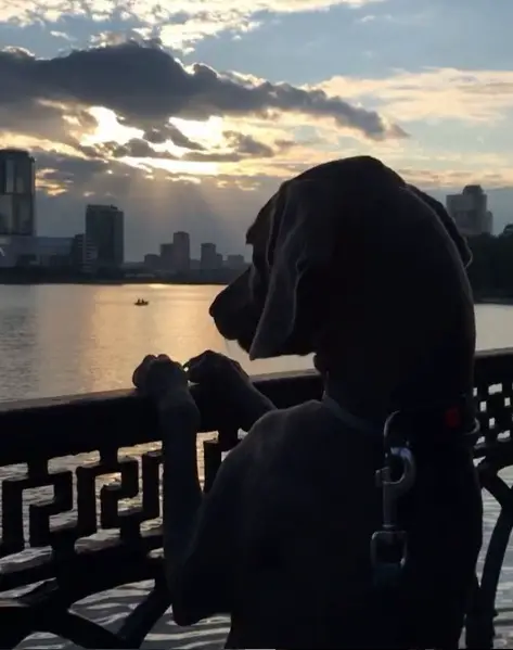 A Weimaraner leaning in the balcony watching the sunset