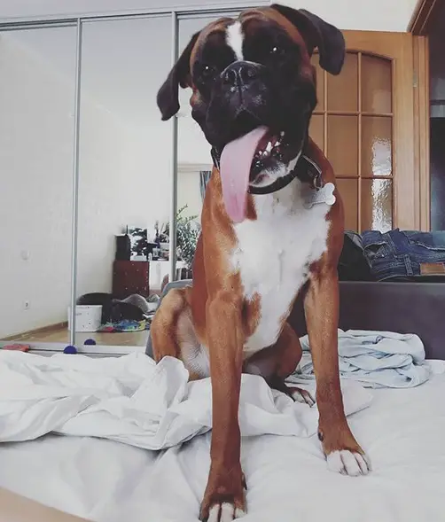 A Boxer sitting on the bed with its tongue out