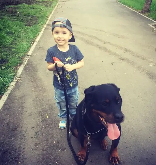 Rottweiler siting on the road with a kid