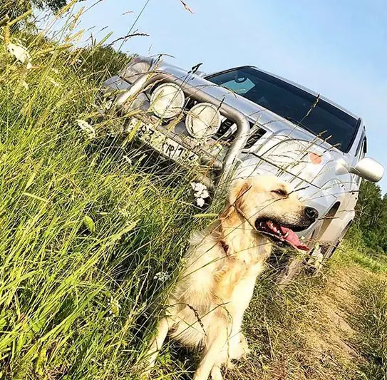 A Golden Retriever sitting on the grass with a car parked behind him