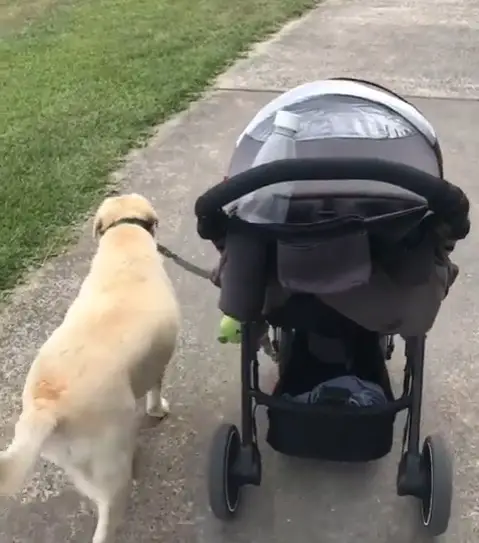 A yellow Labrador walking at the park with its leash attached to the stroller of the baby
