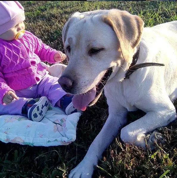 A Labrador lying on the green grass with a baby sitting next to him