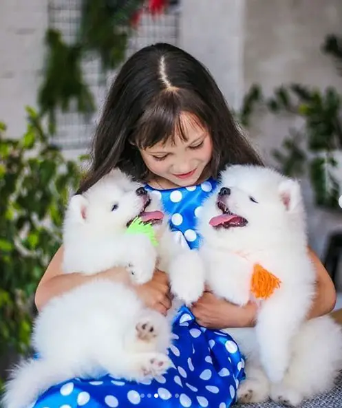 a little girl holding her two Samoyed puppies