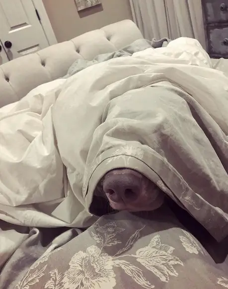 A Weimaraner under the blanket on the couch
