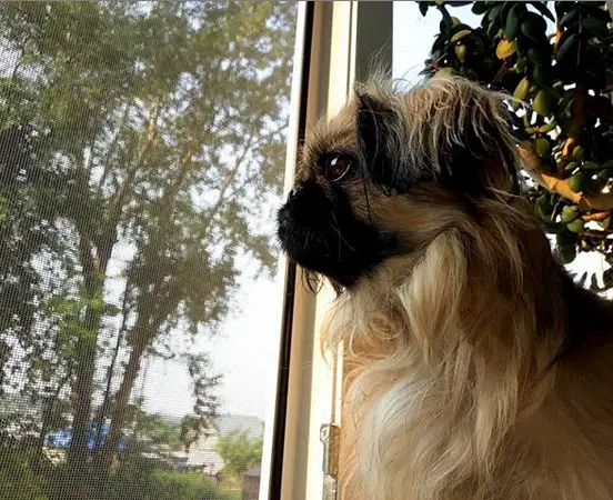 A Pekingese sitting by the window and looking outside