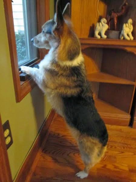 A Corgi standing up looking outside the window