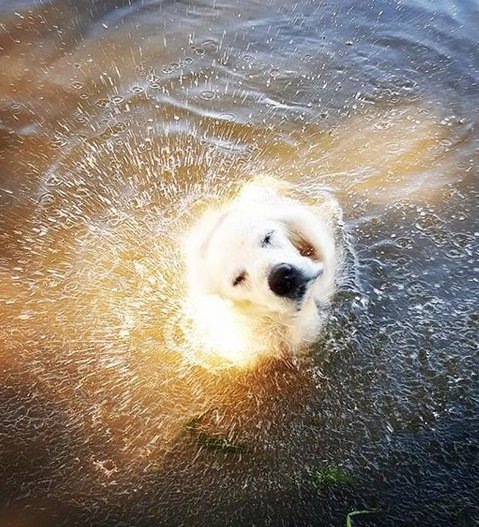 A Golden Retriever shaking its head while in the water