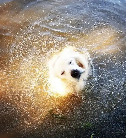A Golden Retriever shaking its head while in the water