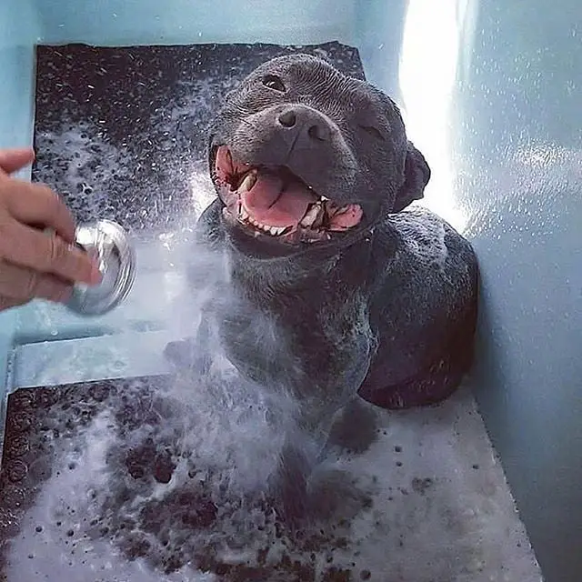 Pit Bull enjoying its bath