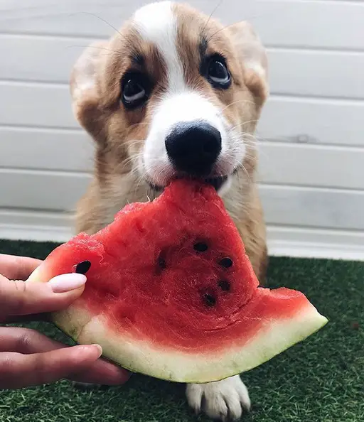A Corgi sitting on the grass while eating the watermelon