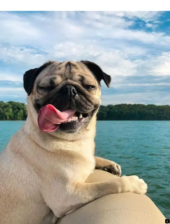 Pug riding a boat with its tongue sticking out
