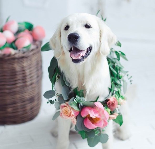 A white Golden Retriever wearing a flower garland around its neck while sitting on the floor next to a basket filled with flowers