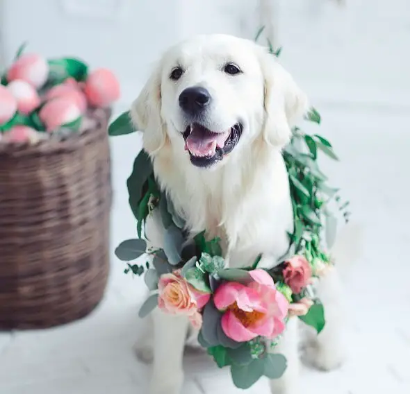A white Golden Retriever wearing a flower garland around its neck while sitting on the floor next to a basket filled with flowers
