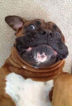 A Boxer dog lying on its back on the floor