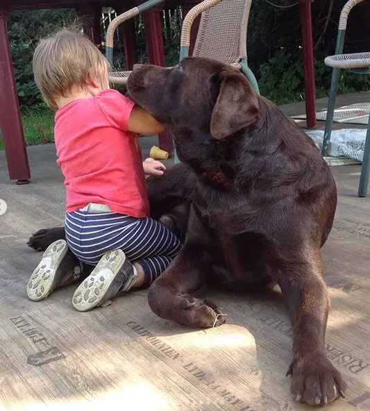 A chocolate brown Labrador lying on the floor with a little girl is sitting next to him