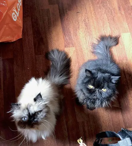 two Persian Cat sitting on the floor while looking up
