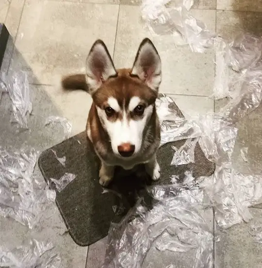A Husky puppy sitting on the carpet with torn plastic around him