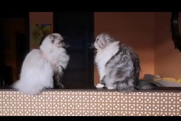 two Persian Cat sitting on the counter facing each other