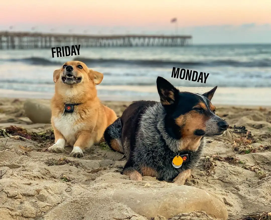 photo of a happy and unamused Corgi lying in the sad at the beach on a sunset and with text - Friday (happy corgi) vs Monday(unamused corgi)