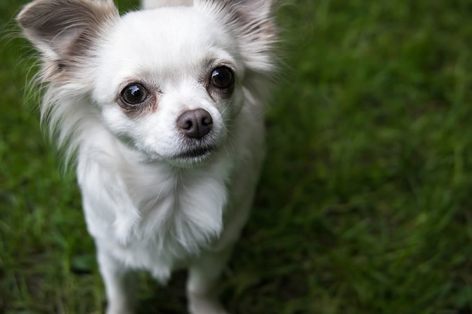 white Chihuahua standing on the green grass while looking up with its begging face