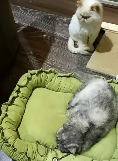 Persian Cat sitting on the floor while staring at the Persian Cat sleeping on her bed