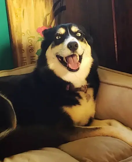 A Husky lying on the couch while smiling