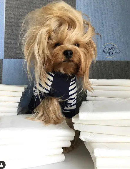 A Yorkshire Terrier with a messy hair wearing a shirt while siting on te floor along with 