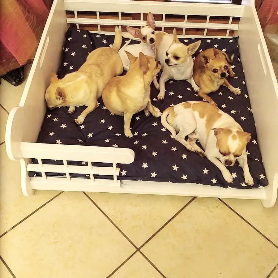 six Chihuahuas resting in their bed