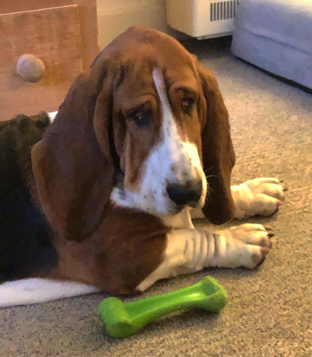 A Basset Hound lying down on the floor next to a chew bone toy