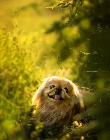A Pekingese smiling while sitting in the forest