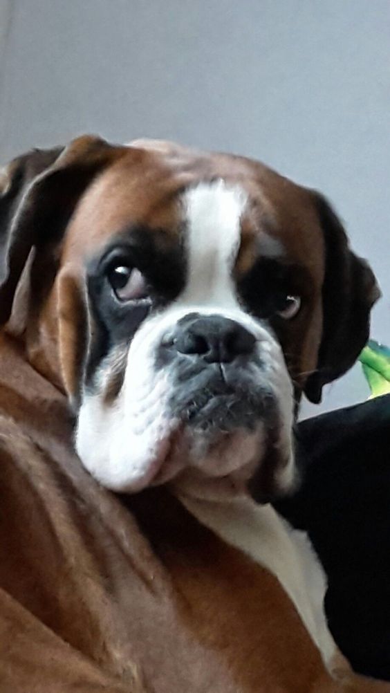 A Boxer dog lying on the bed while staring back