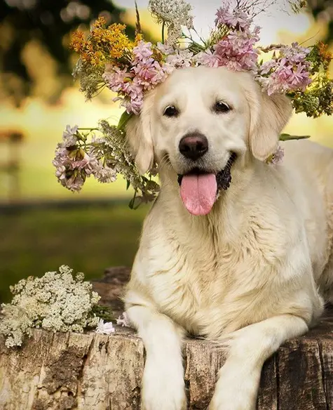 A happy Golden Retriever lying on top of a tree trunk while wearing a bunch of flower on top of its head