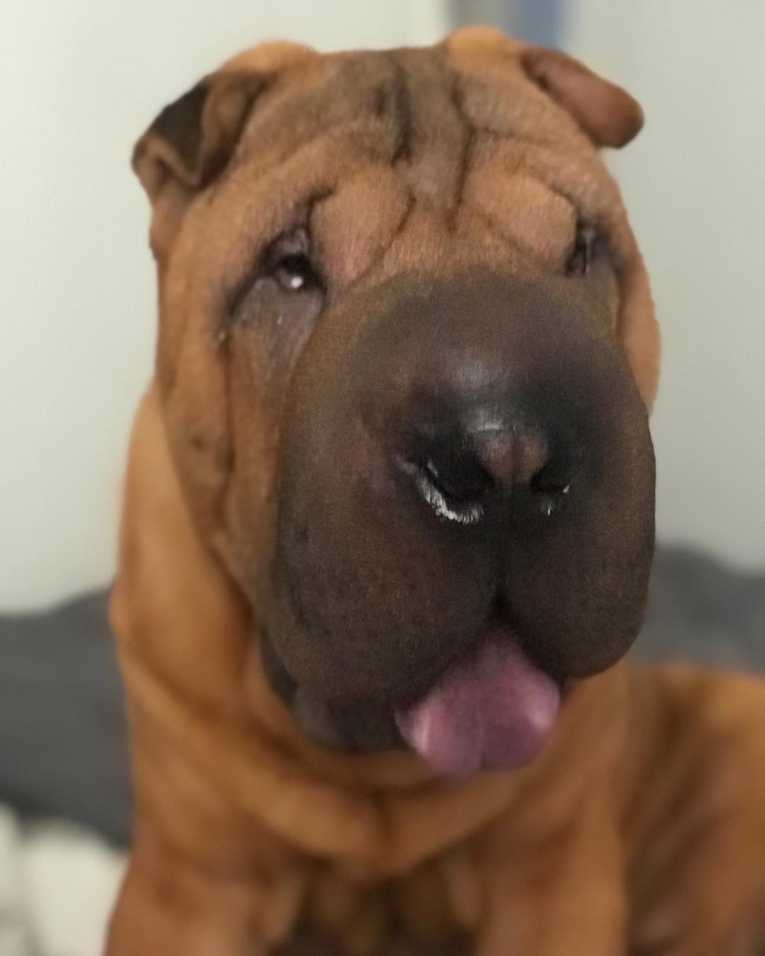 A Shar Pei sitting on the bed with its tongue out