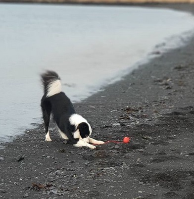 A Border Collie playing with a ball by the seashore