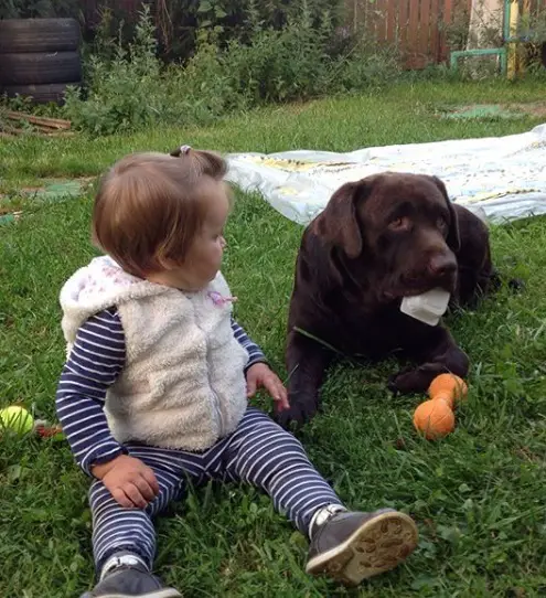 A brown Labrador lying on the green grass with a container of yogurt in its mouth while a little girl is sitting next to him