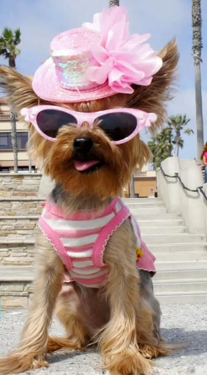 Yorkshire Terrier in cute pink outfit