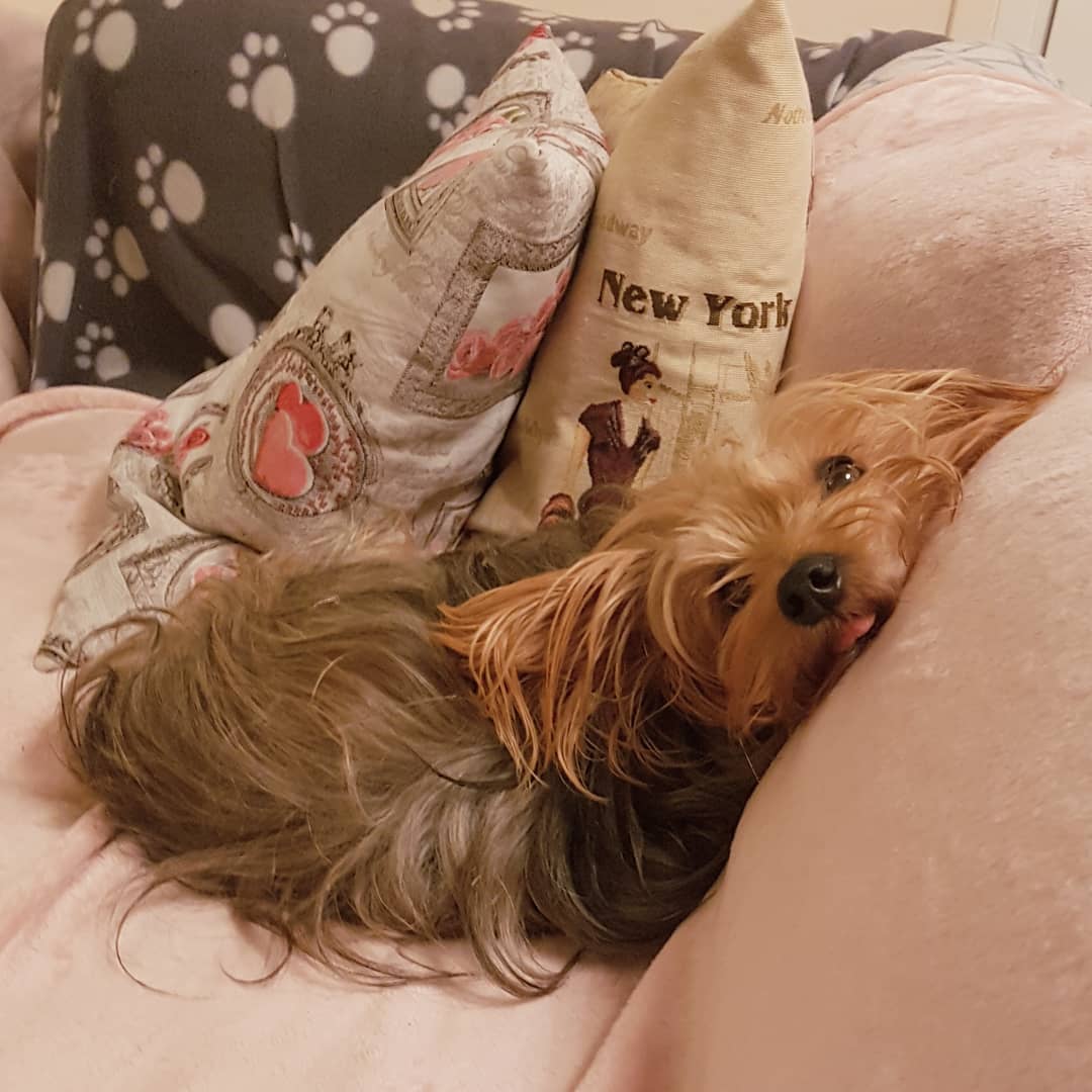 A Yorkshire Terrier lying on the couch